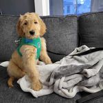 Teddy Sullivan 🐾 - @teddy.sully - Instagram