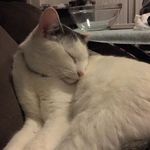 Theodore (Teddy) Sullivan 😻😸 - @theodore_sullivan - Instagram