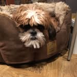 Teddy Summers - @ted_shihtzu_summertime - Instagram