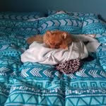 Teddy Summers - @tedpom24 - Instagram