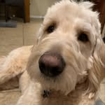 Teddy Bear Sumner - @teddybear.thegoldendoodle - Instagram
