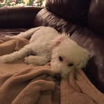 Buddy And Teddy Sutherland - @buddy_and_teddy_2 - Instagram