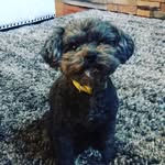 Teddy Swanson - @__teddy_and_friends__ - Instagram