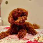 ɪᴍᴏɢᴇɴ 💕🇬🇧 - @swift_teddy_ - Instagram