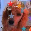 💛 Teddy Swift 💛 - @teddyswiftlove - TikTok
