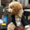 Adventures of Teddy Swift - @teddyswift89 - TikTok