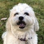 teddy bear - @teddy_bear_swift - Instagram