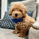 Teddy Swift - @adventures_of_teddy_swift_ - Instagram