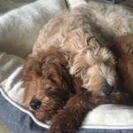 Teddy Swift/Ruby Belle - @teddyswiftandrubybelle - Instagram