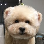 ふくちゃん - @teddy_tami - Instagram