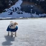 Teddy - @teddytamber - Instagram