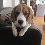 Teddy Tate - @teddythebeaglebum - Instagram