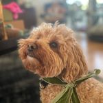 Teddy Tate - @mr.teddy.the.cavoodle - Instagram