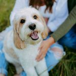 Teddy Tate - @teddy_tate_the_cavapoo - Instagram