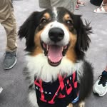 Teddy Taylor - @teddytaylor.thepup - Instagram