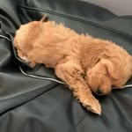 Teddy Taylor - @cocothecockapoo01010 - Instagram