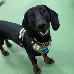 Teddy Taylor - @teddytheminaturesausage - Instagram