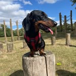 Teddy Taylor-Hughes - @littlelegsted - Instagram