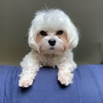 Teddy Taylor Maltese - @theteddytaylor - Instagram