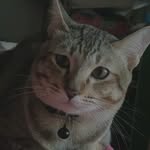 Meow - @teddy____tiger - Instagram