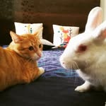 Teddy 🐇 & tiger 🐯 - @teddytigerduo - Instagram