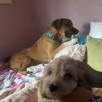 Teddy 🐶 & Tiger 🦮 - @tandtpuppylove - Instagram