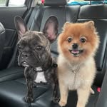 Teddy & Tiger - @teddy_vs_tiger - Instagram