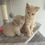 🧸Teddy & Tiger 🐯 - @teddy.and.tiger - Instagram