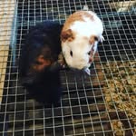 Teddy And Tiger - @aye_its_teddyandtiger_5353 - Instagram