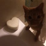 Teddy, Jake, Fudge, Tiger - @just_for_the_bitches - Instagram