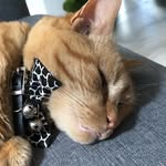 Teddy - @teddy_tiger_boy - Instagram