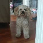 teddy - @teddy_tiger_cockapoo - Instagram
