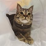 Teddy the Mini Tiger - @teddy_themeow - Instagram