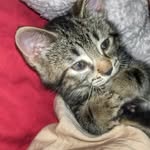 TEDDY TIGER - @teddythatiger - Instagram