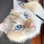 Teddy Tiger - @teddytiger_10 - Instagram