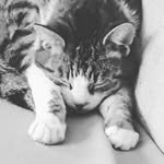 Teddy_Tiger - @t3ddy_t1g3r - Instagram