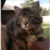 Teddy Tiger - @tedthetiger - TikTok