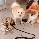 Teddy Tiger - @teddytiger69_est_compagnies - Instagram