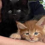 Teddy, Tiger & Jackie drei Maine Coon 🇩🇪 - @mainecoonkings__mylove - Instagram