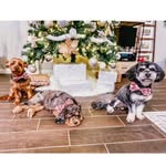 Teddy, Tiger & Tucker 🐾🐶✨ - @twodoodsoneteddy - Instagram