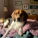 Teddy Tiger James - @teddy_tiger12 - Instagram
