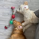 Tiger and Teddy - @tiger___teddy - Instagram