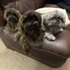 Dunkin, Teddy, & Tucker - @dunkinteddytucker - TikTok