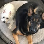 Teddy & Tucker - @adventures_of_teddy_and_tucker - Instagram