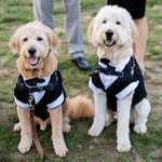 Teddy & Tucker - @thebearyboys - Instagram
