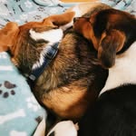 teddy & tucker - @thetrelladawgs - Instagram