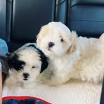 Teddy & Tucker - @teddytuckerpups - Instagram
