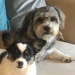 Teddy & Tucker - @teddy_andtucker - Instagram