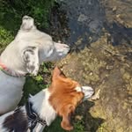 Teddy & Tucker - @teddy_n_tucker_ - Instagram