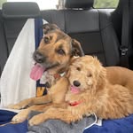 Teddy & Tucker - @teddy.and.tucker - Instagram